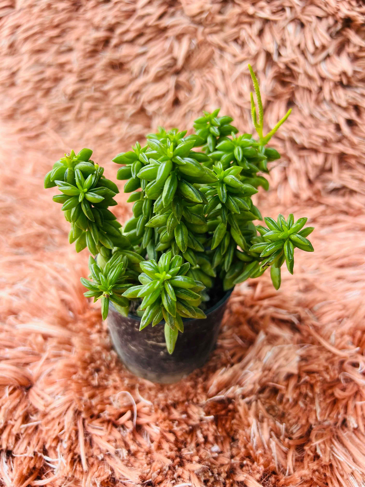 Peperomia Nivalis – Succulent Peperomia