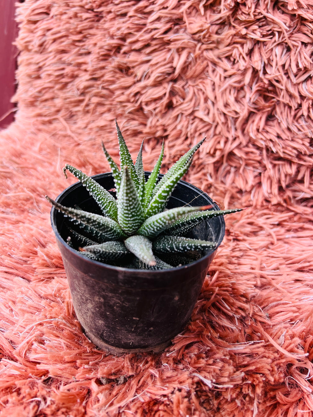 Haworthia Fasciata – Zebra Plant Succulent