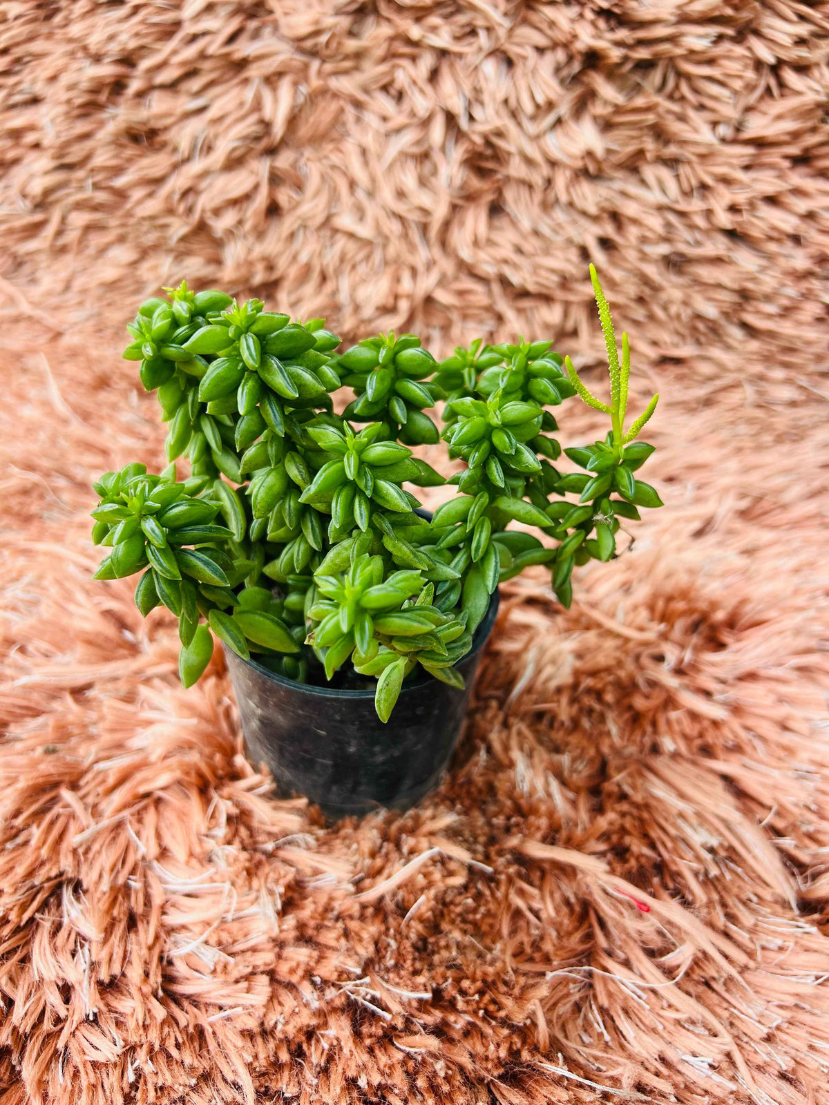Peperomia Nivalis – Succulent Peperomia