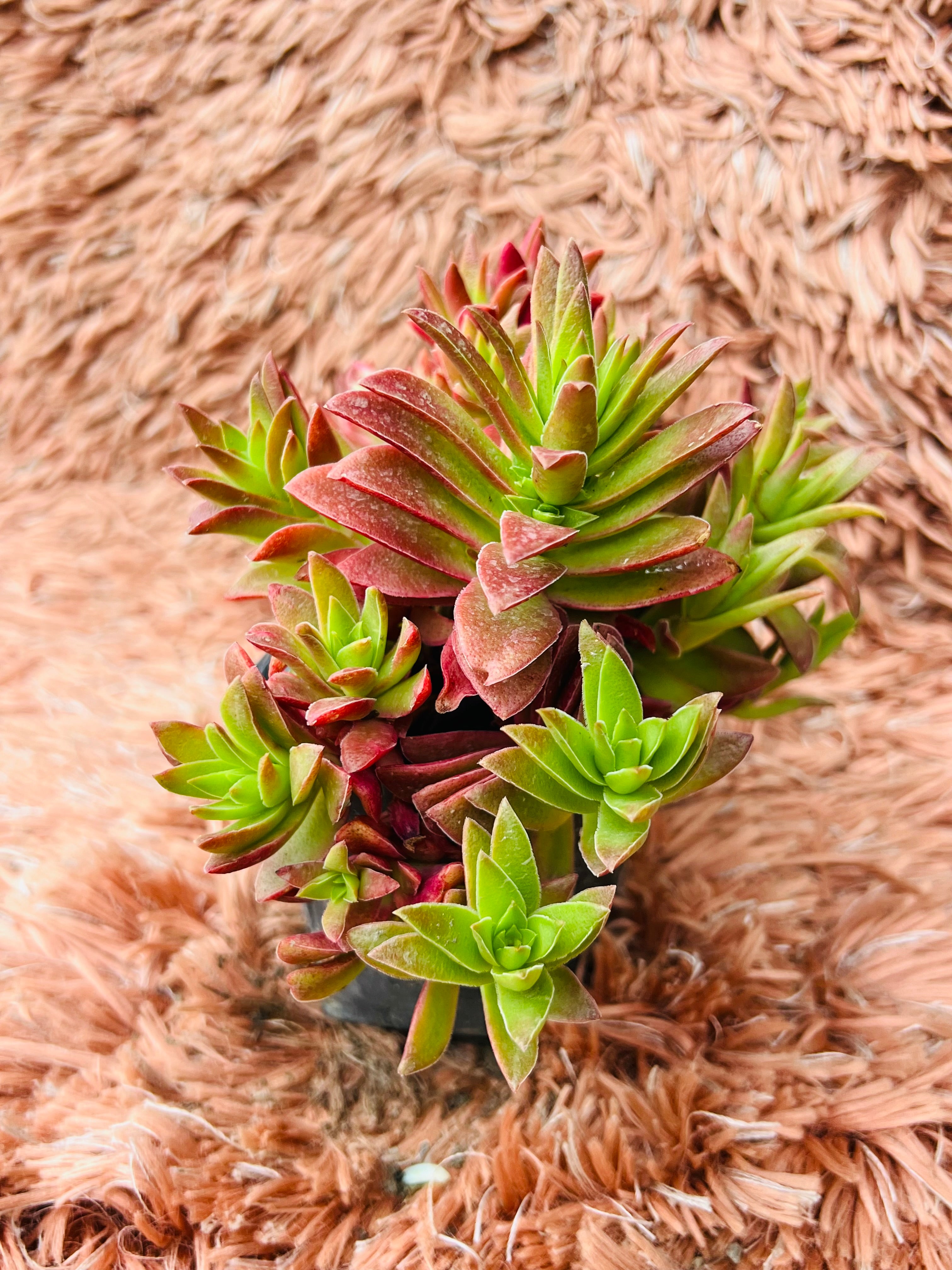 Echeveria Red Campfire Hybrid – Multi Rosette Succulent
