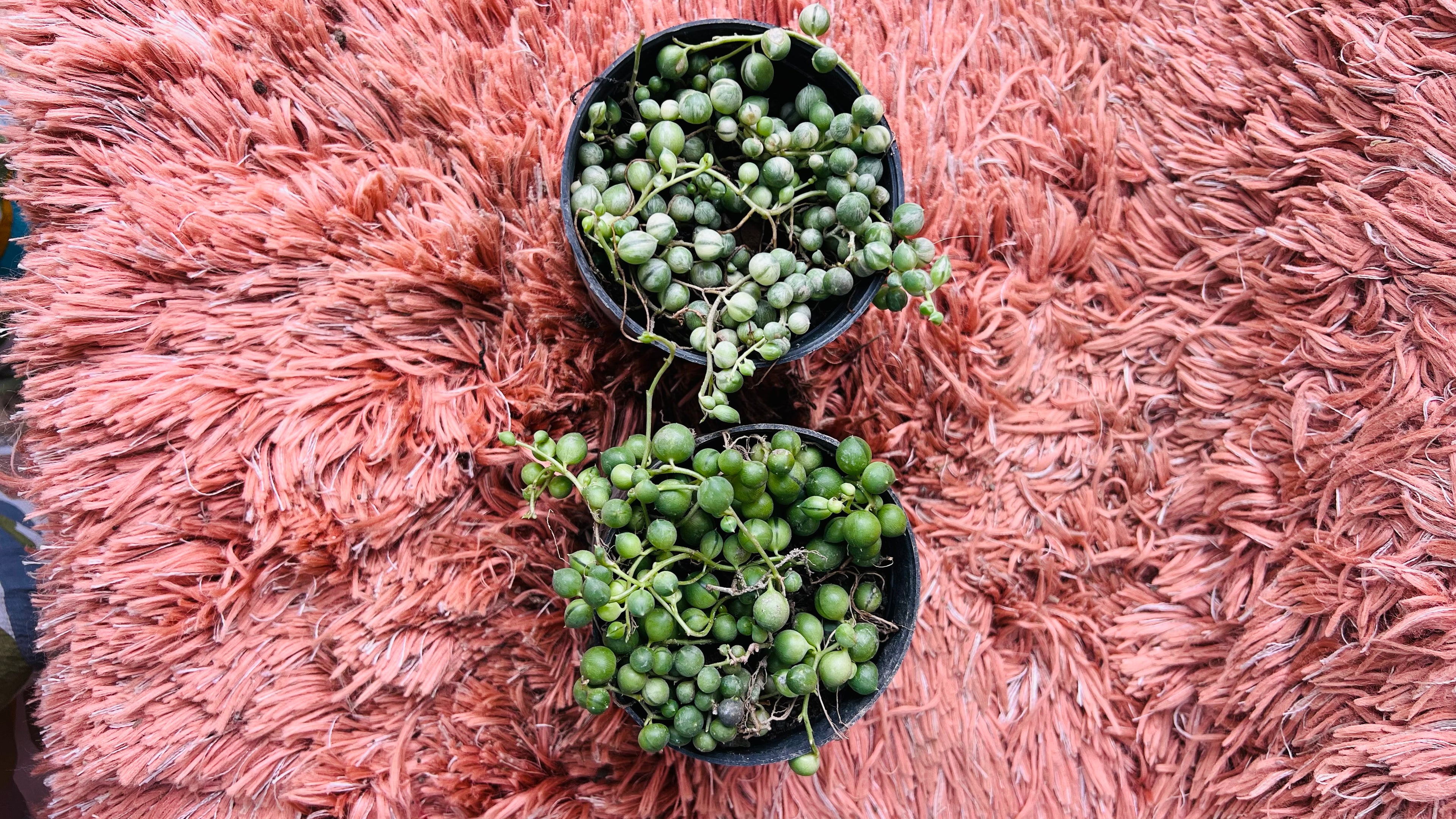 Senecio Rowleyanus – String of Pearls Set of 2
