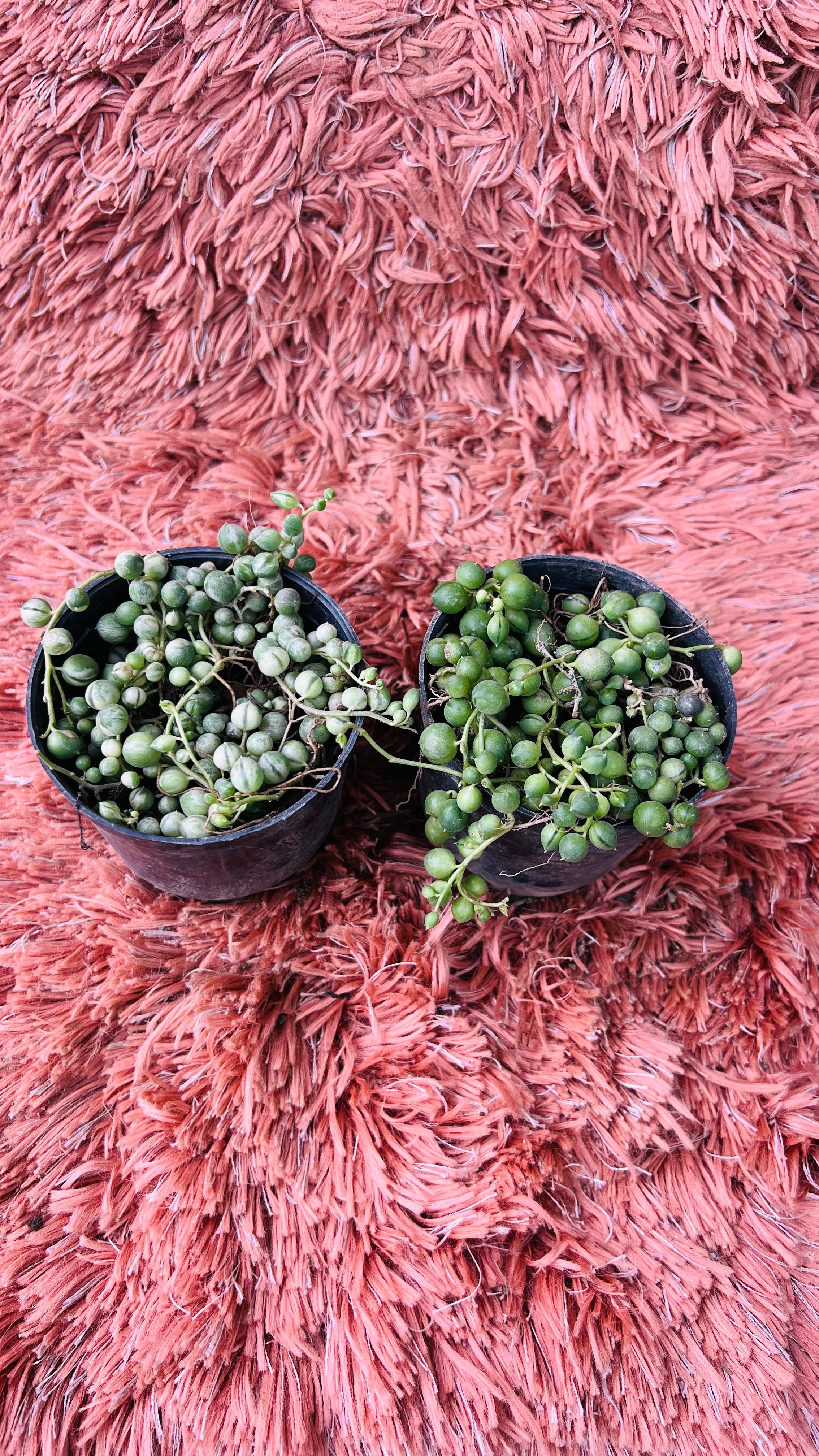 Senecio Rowleyanus – String of Pearls Set of 2