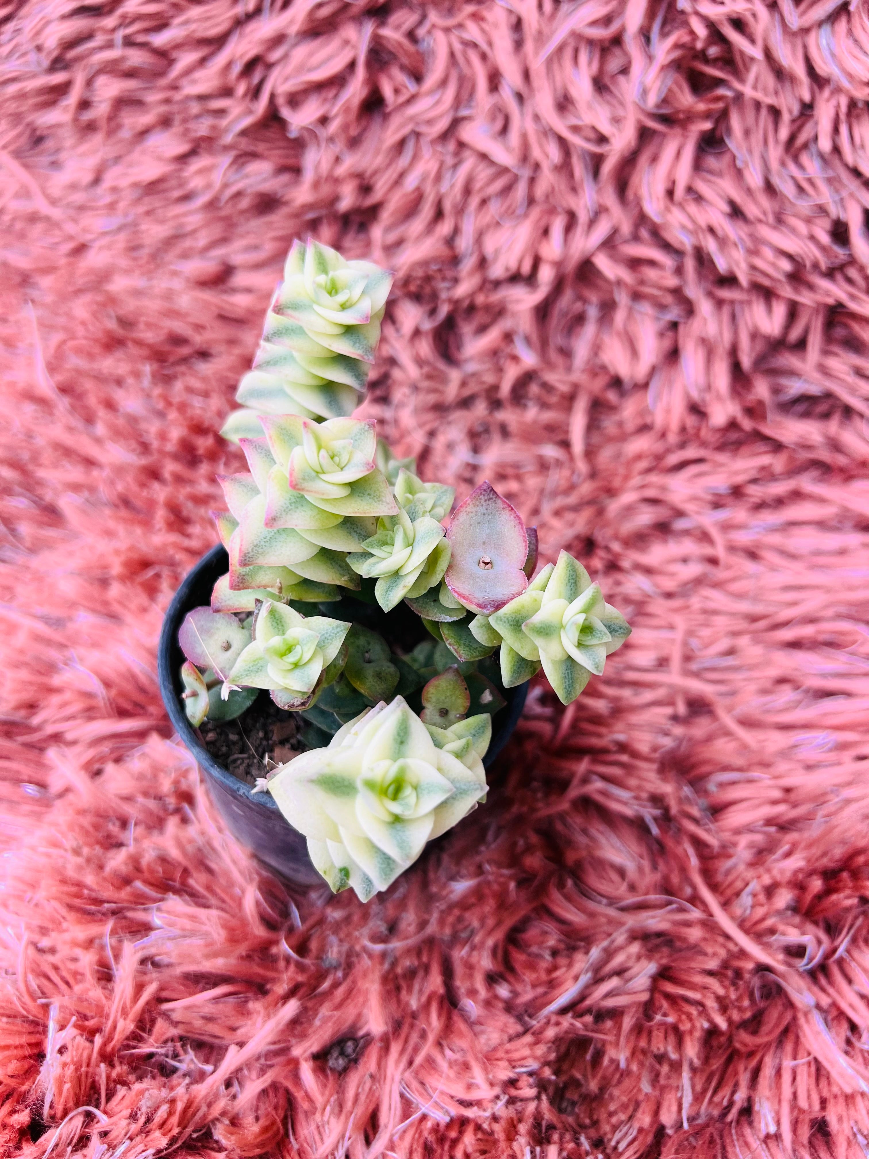 Crassula 'Calico Kitten' – Variegated Trailing Succulent
