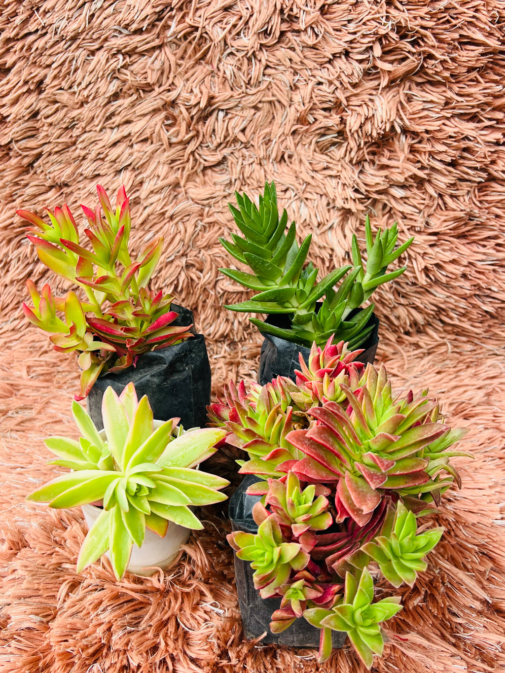 Crassula Campfire – Set of 4 Rare Varieties