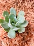 Echeveria 'Powder Blue' – Spoon-Leaf Rosette Succulent