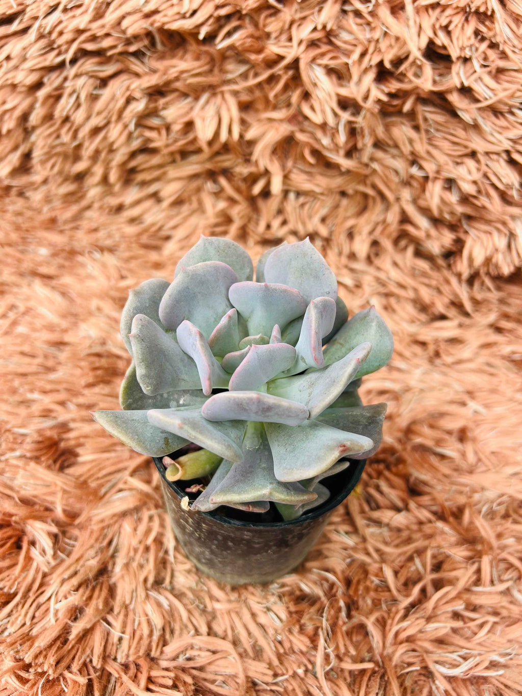 Echeveria Cubic Frost – Blue Grey Rosette Succulent