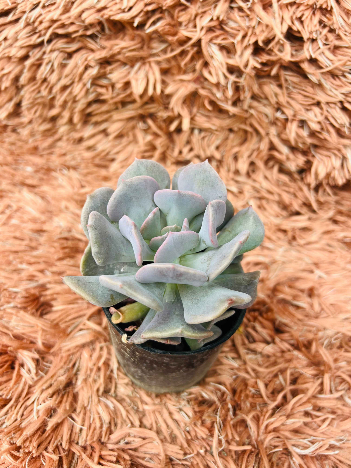 Echeveria Cubic Frost – Blue Grey Rosette Succulent