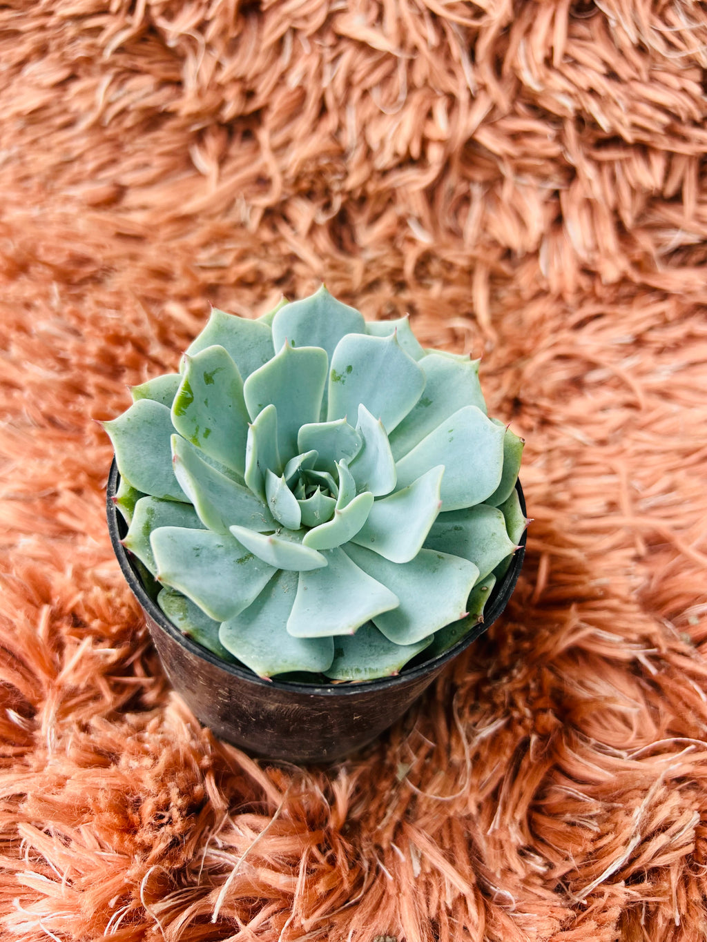 Echeveria 'Blue Bird' – Pale Blue Rosette Succulent