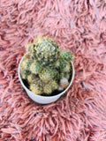 Mammillaria Hahniana – Old Lady Cactus