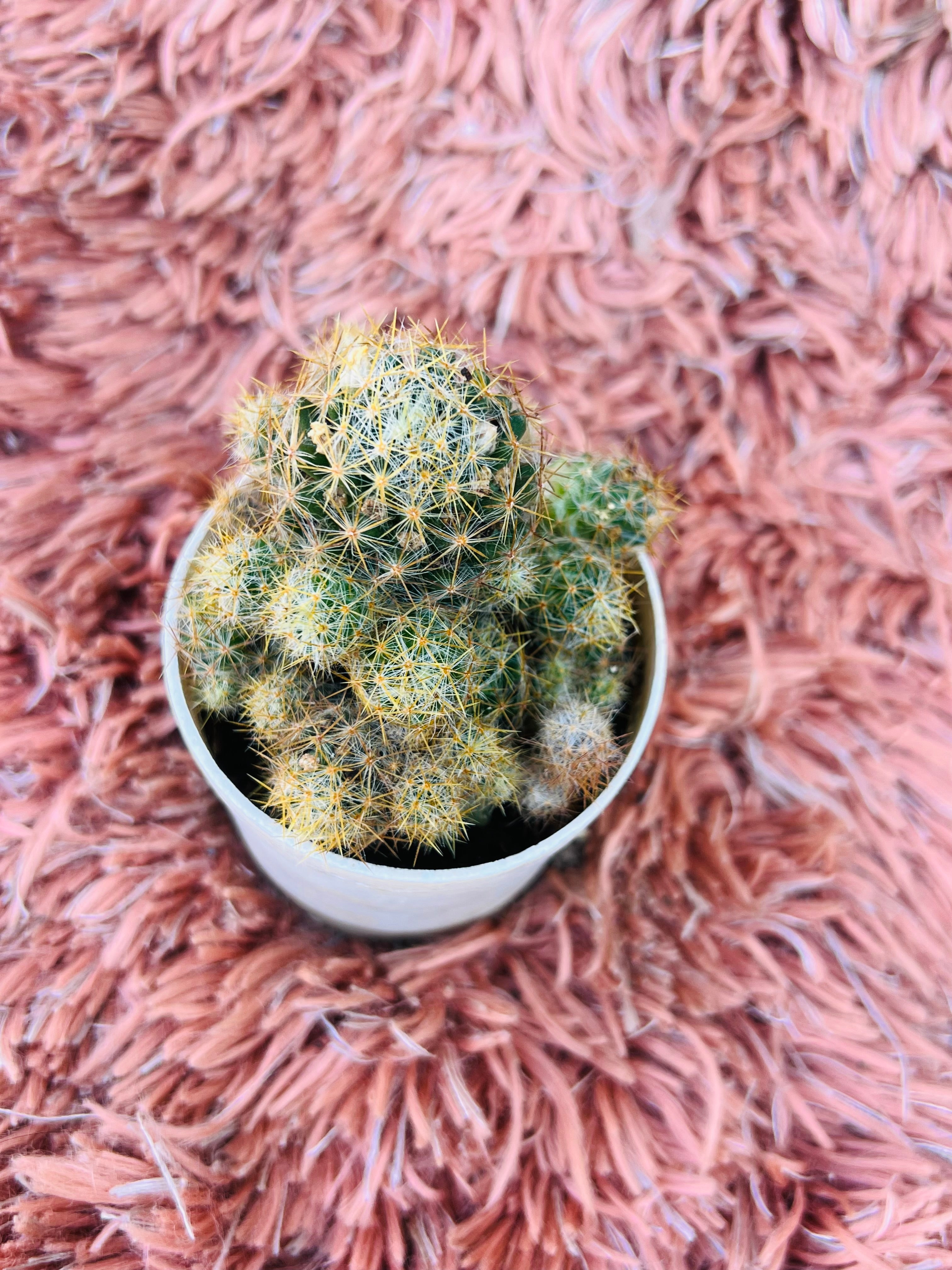 Mammillaria Hahniana – Old Lady Cactus