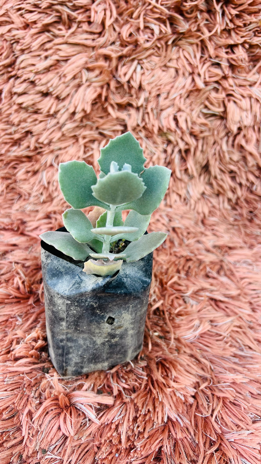 Kalanchoe Pumila – Flower Dust Plant
