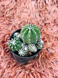 Mixed Cactu – Globe & Cluster Variety