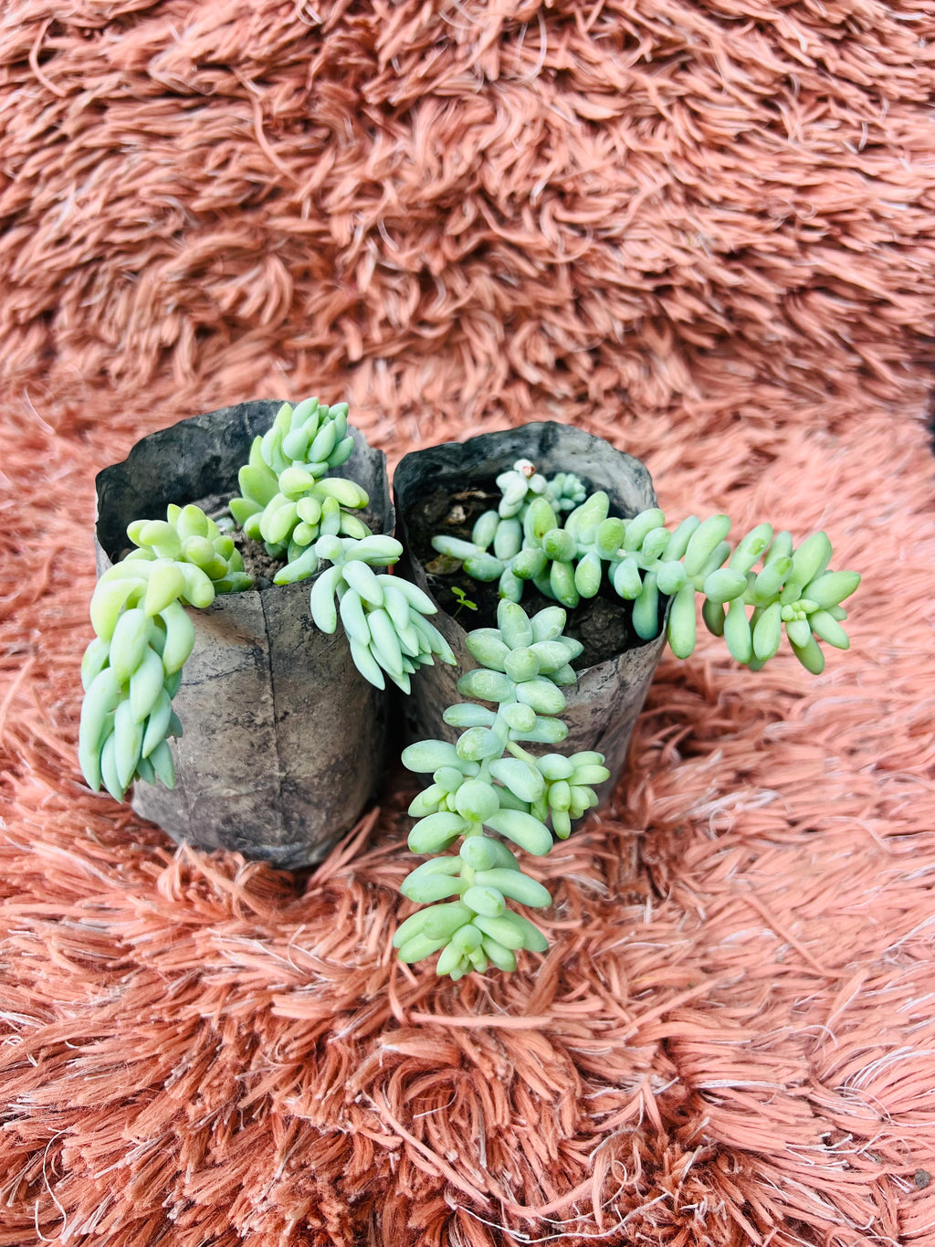 Donkey Tail – Burro's Tail Succulent Set (Sedum Morganianum)