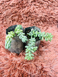 Donkey Tail – Burro's Tail Succulent Set (Sedum Morganianum)