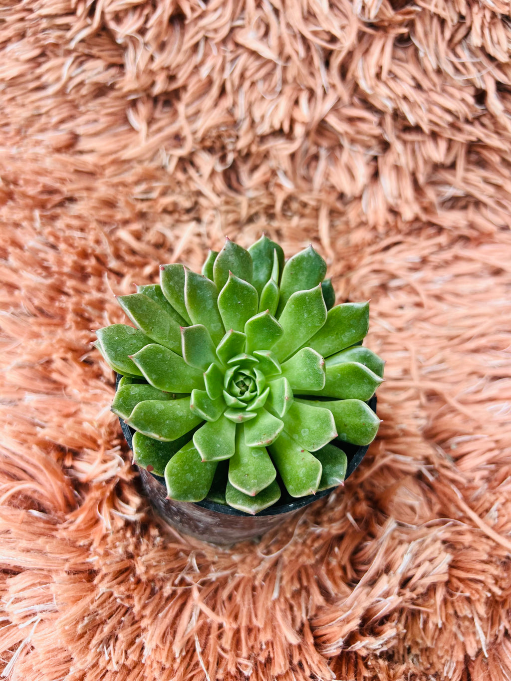 Echeveria – Lush Green Rosette Succulent
