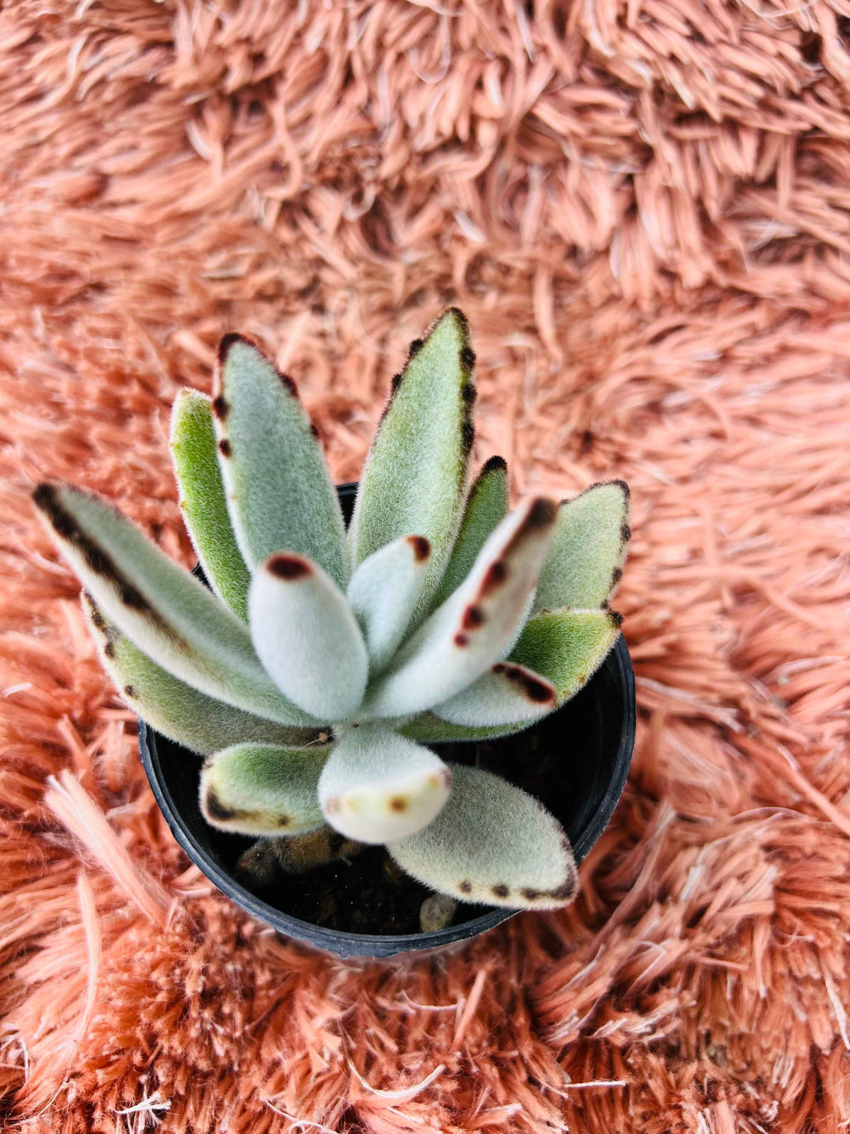 Kalanchoe Tomentosa – Panda Plant Succulent