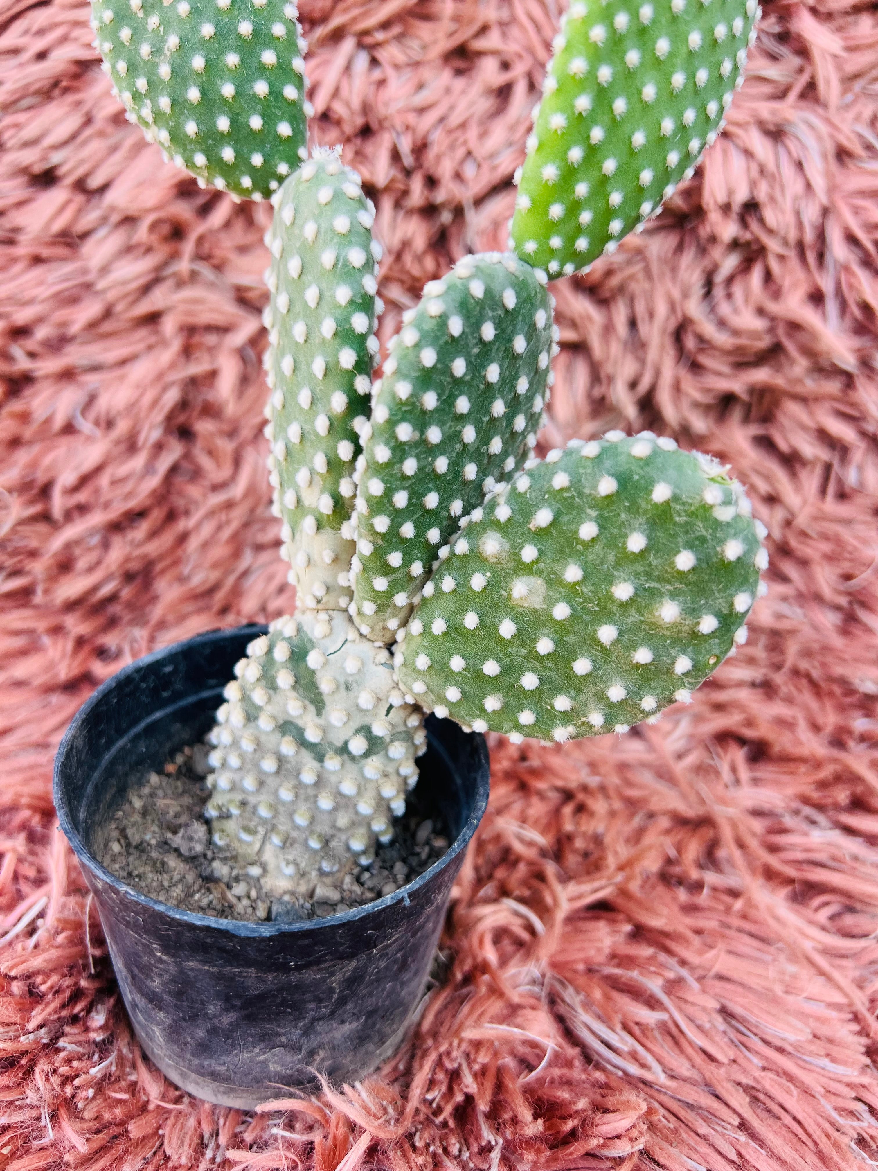 Opuntia Microdasys Alba – White Bunny Ears Cactus