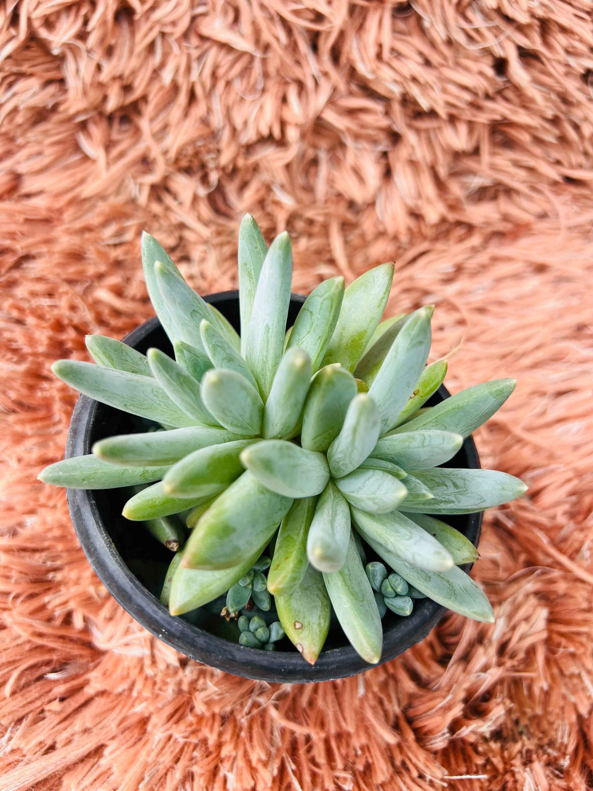 Pachyveria Glauca – Little Jewel Succulent