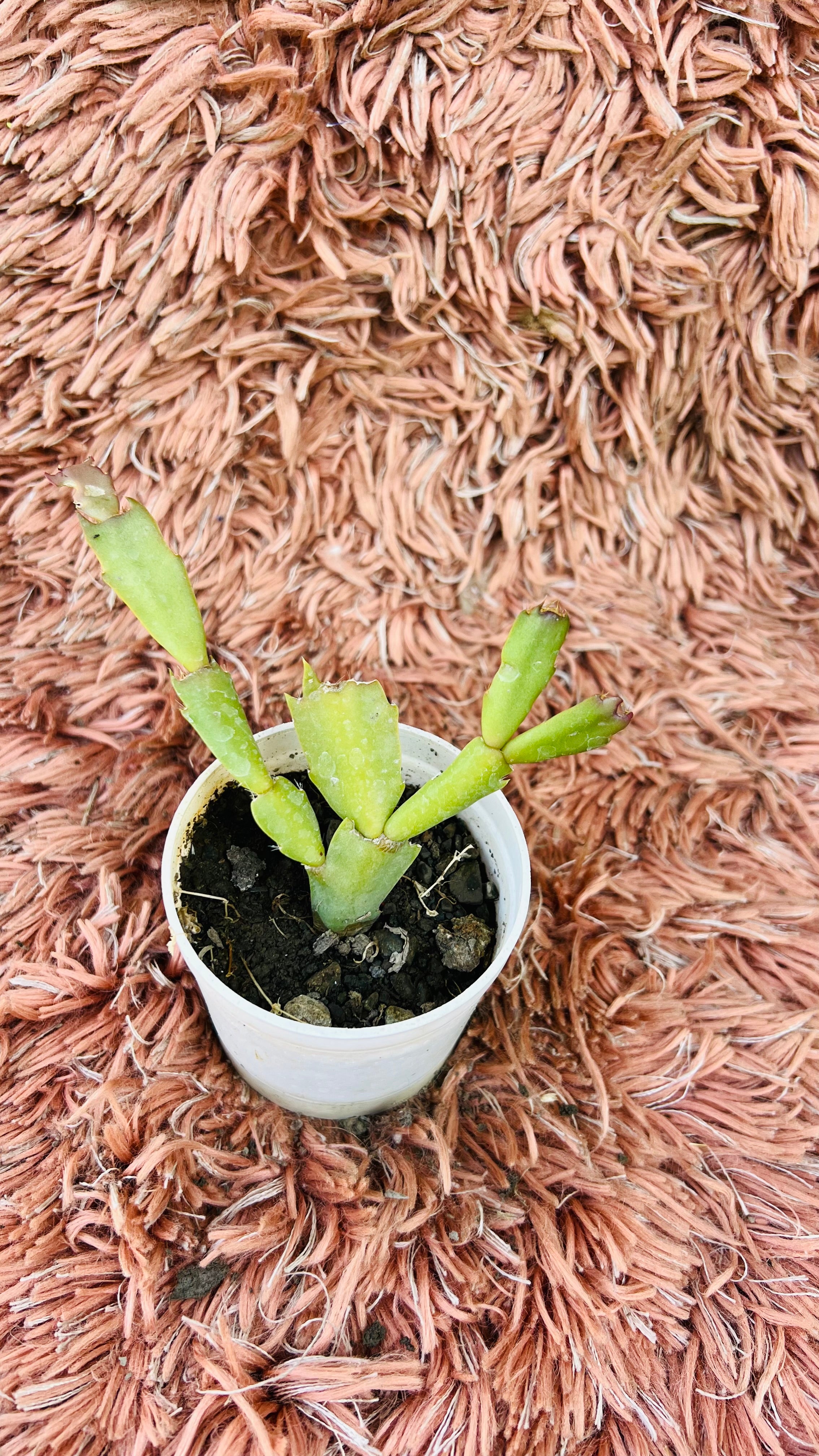 Schlumbergera – Christmas Cactus