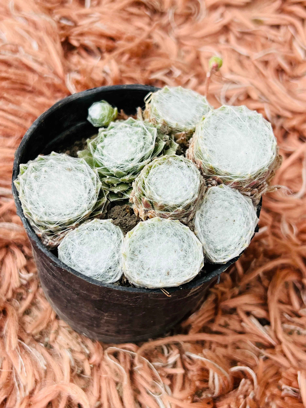 Sempervivum Arachnoideum – Cobweb Houseleek Succulent