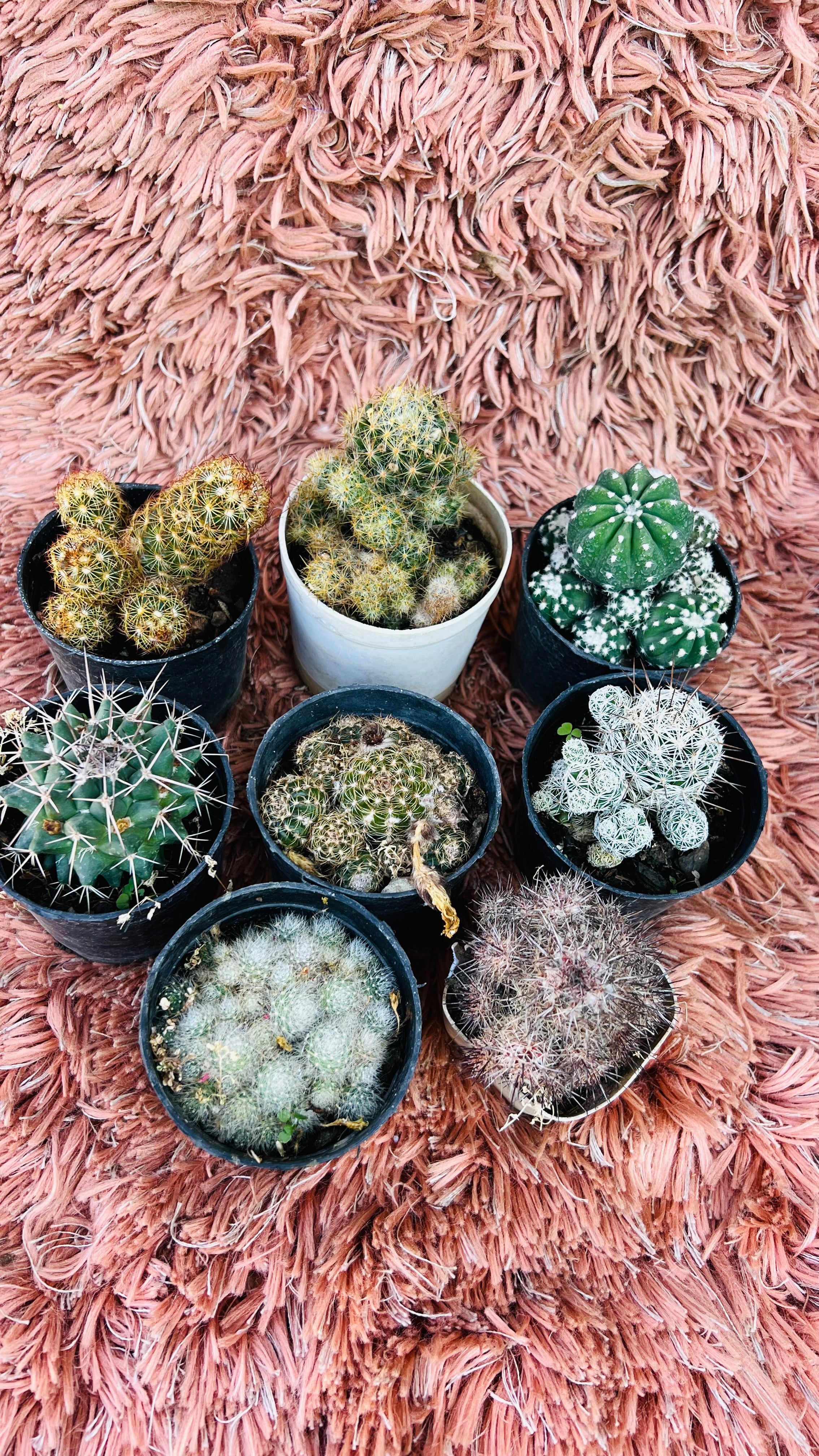 Cactus Combo of 8 – Premium Desert Collection