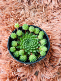 Sempervivum – Hens and Chicks Succulent (Mother + Offsets)