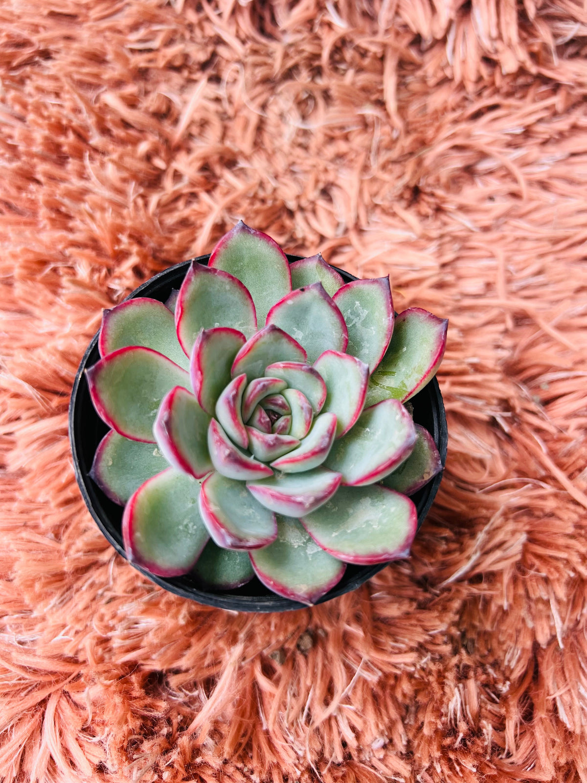 Echeveria 'Taurus' – Red-Edged Rosette Succulent