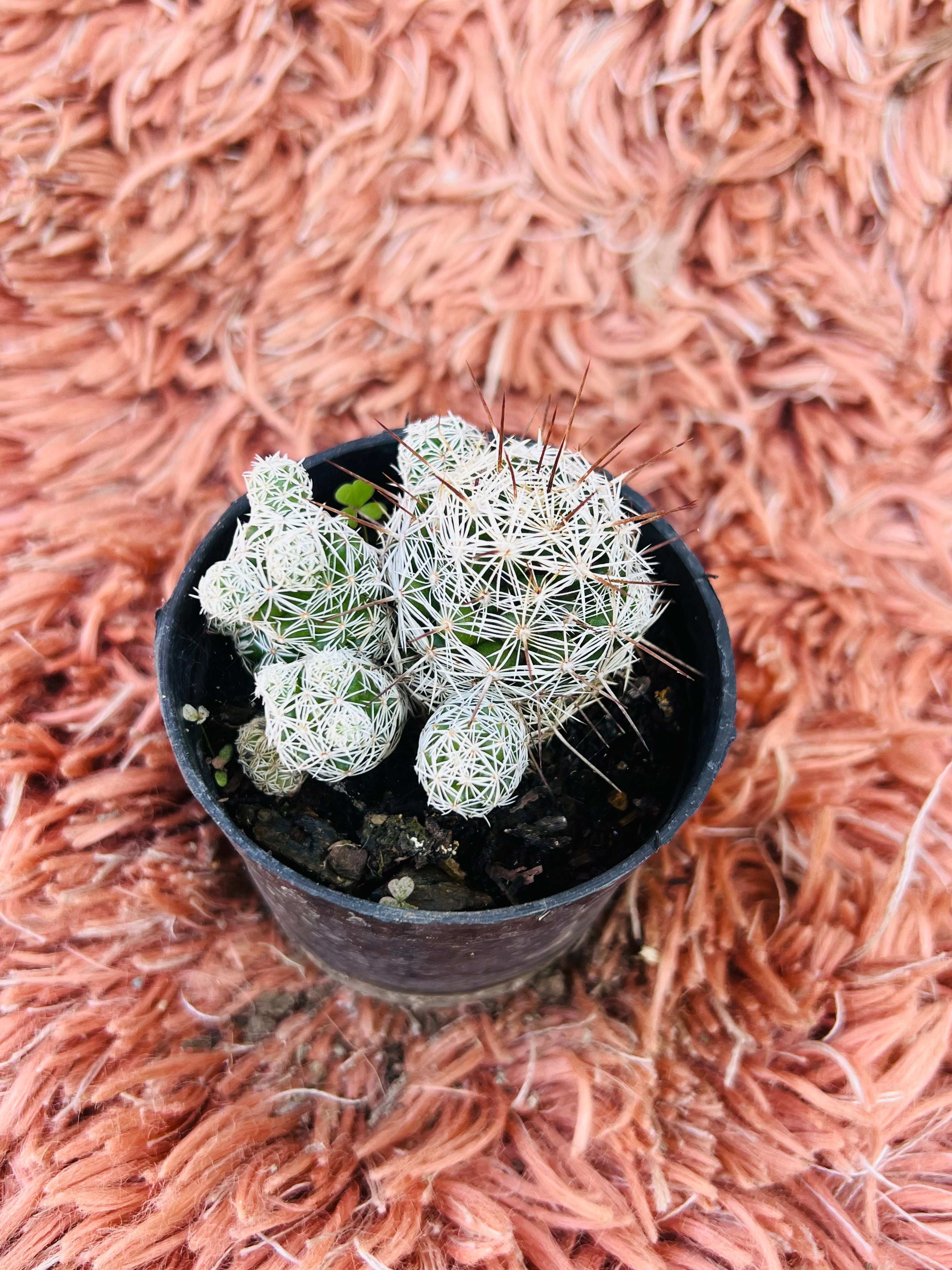 Mammillaria Gracilis – Thimble Cactus
