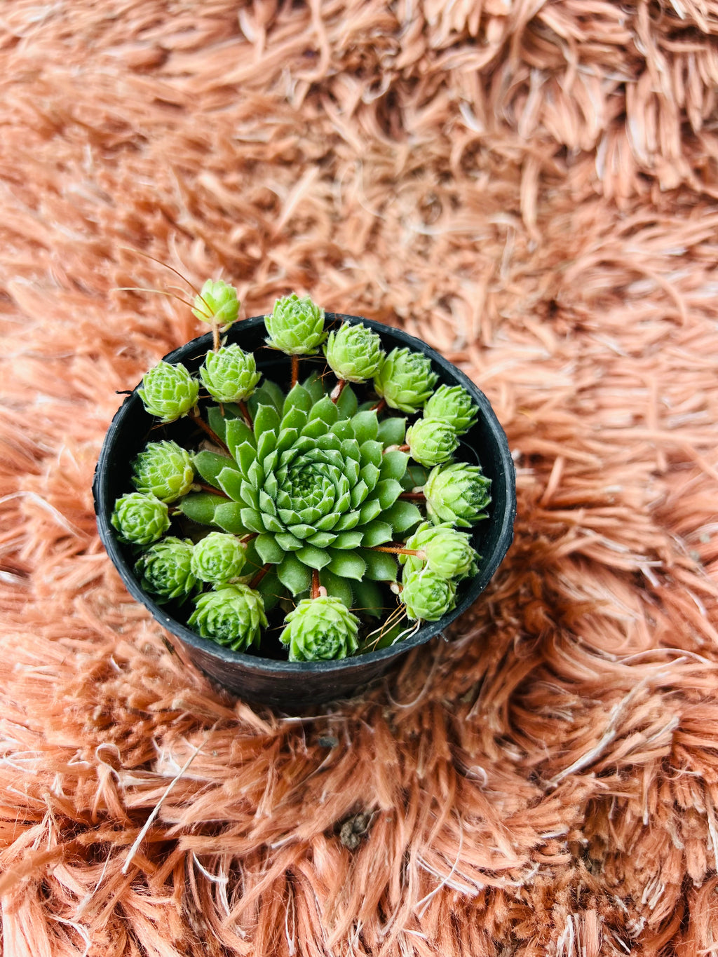 Sempervivum – Hens and Chicks Succulent (Mother + Offsets)