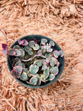Variegated String of Hearts – Ceropegia Woodii Variegata