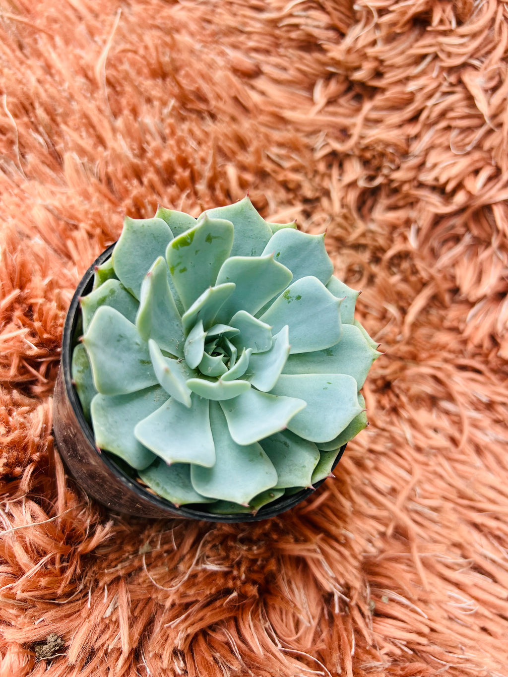 Echeveria 'Blue Bird' – Pale Blue Rosette Succulent