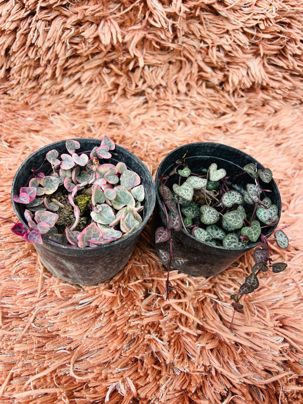 String of Hearts Set – Variegated & Regular Duo (Ceropegia Woodii)