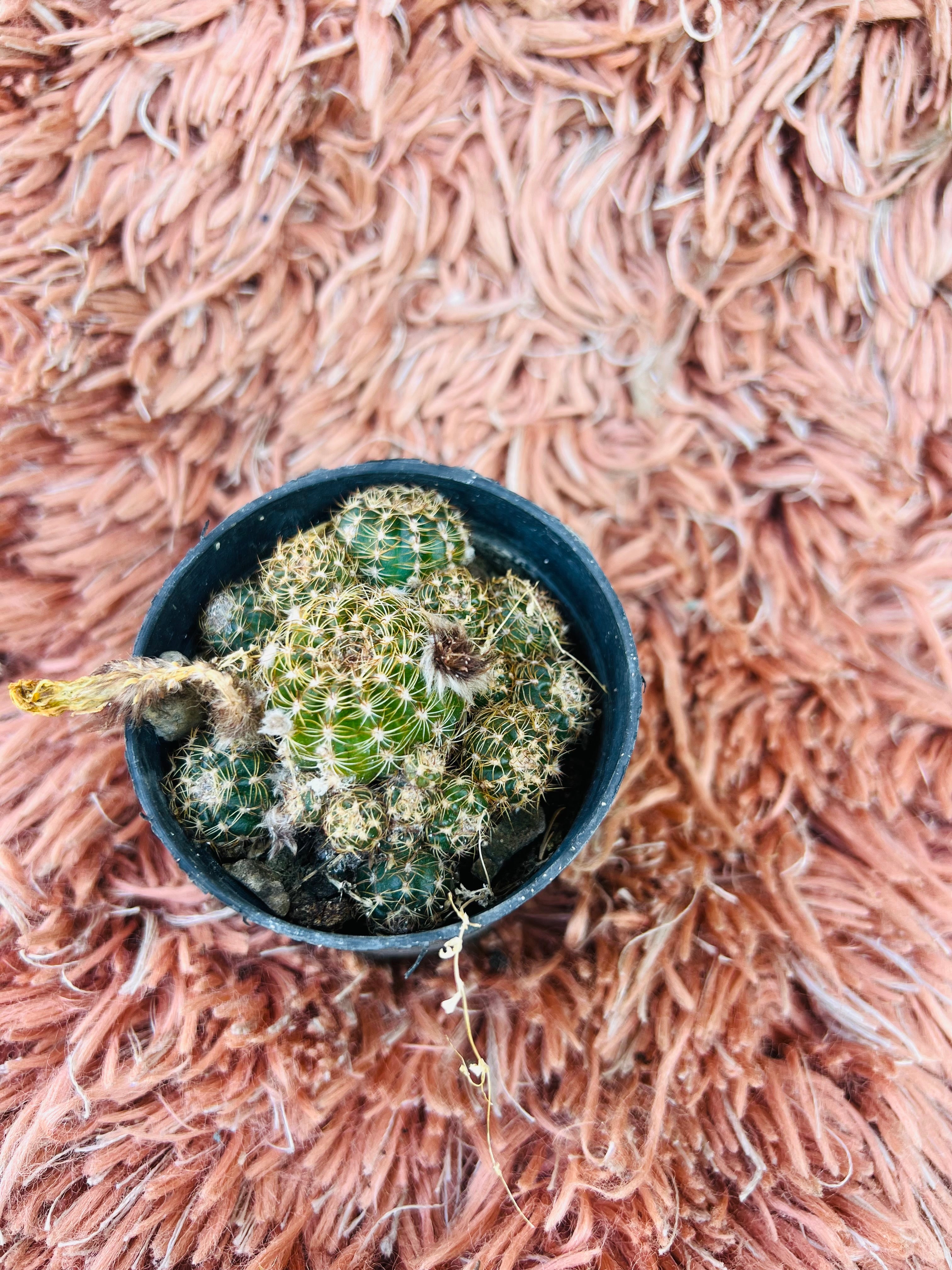 Mammillaria Prolifera – Strawberry Cactus | Dense Clustering Cactus