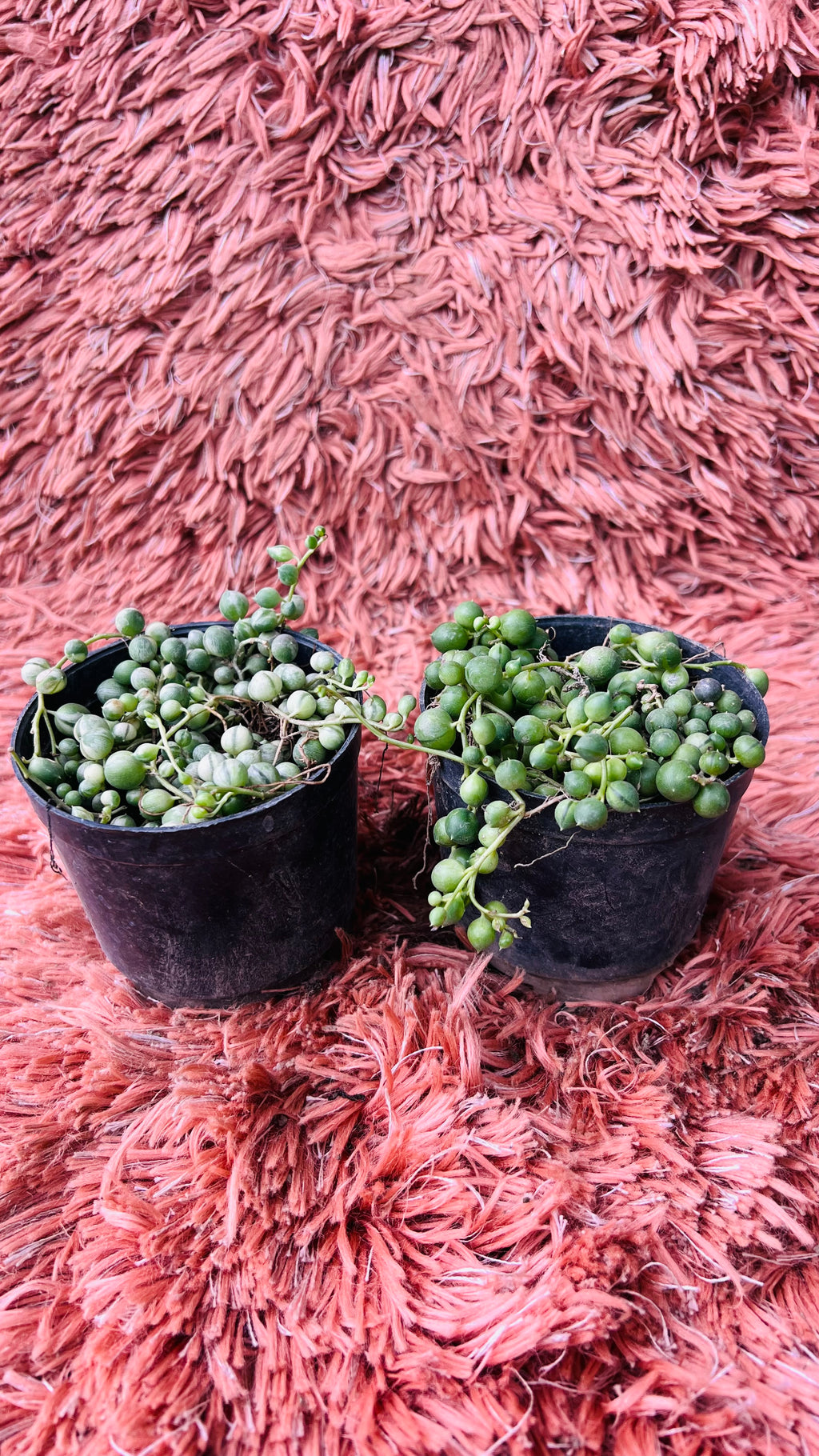 Senecio Herreianus – String of Tears Set of 2