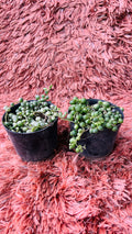 Senecio Herreianus – String of Tears Set of 2