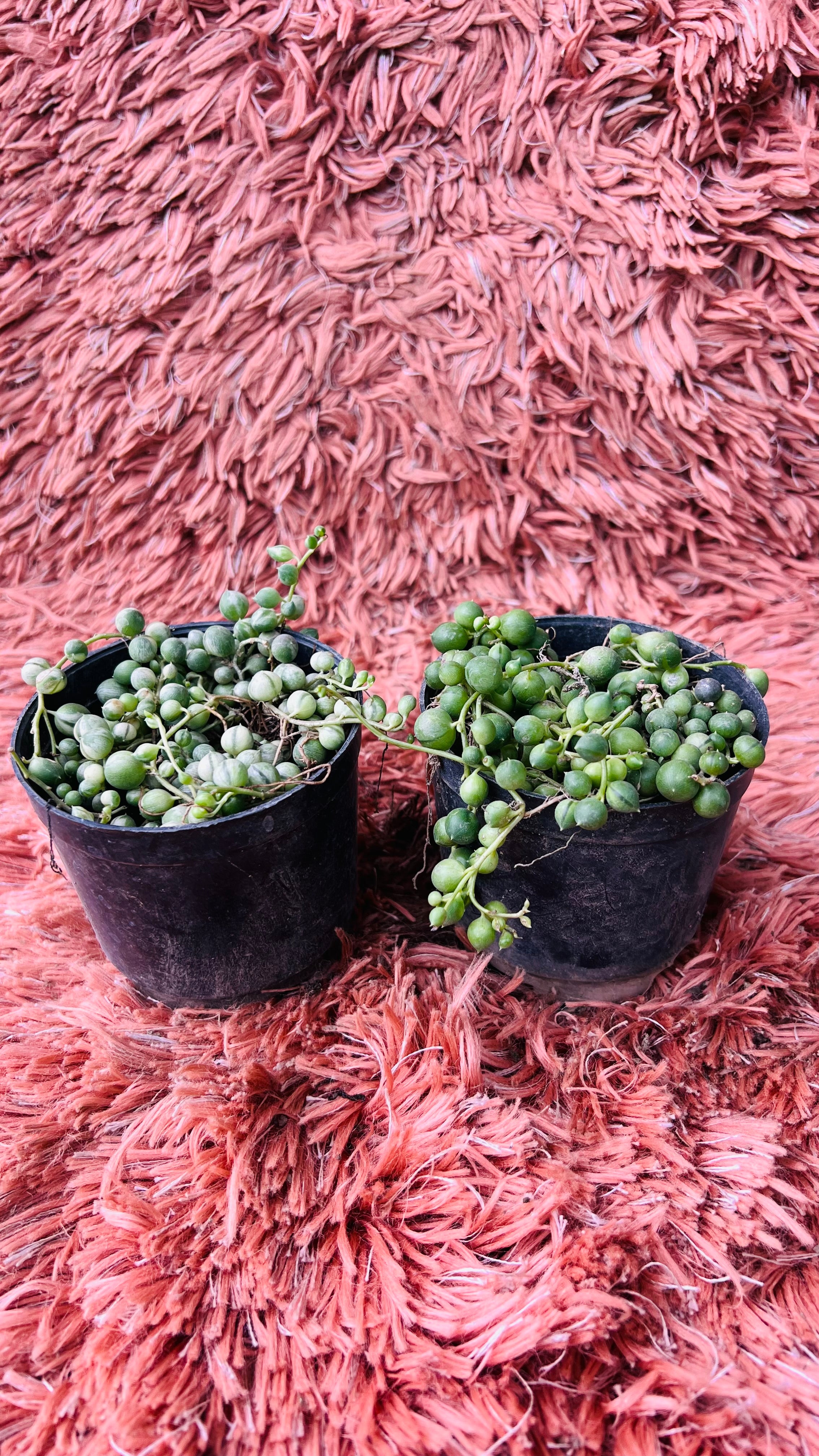 Senecio Herreianus – String of Tears Set of 2