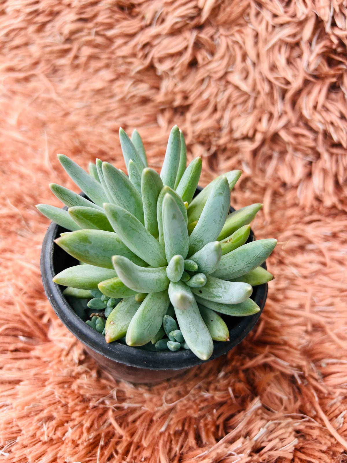 Pachyveria Glauca – Little Jewel Succulent