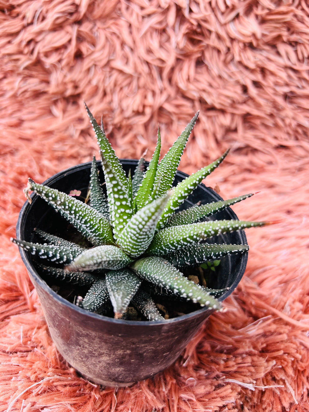 Haworthia Fasciata – Zebra Plant Succulent