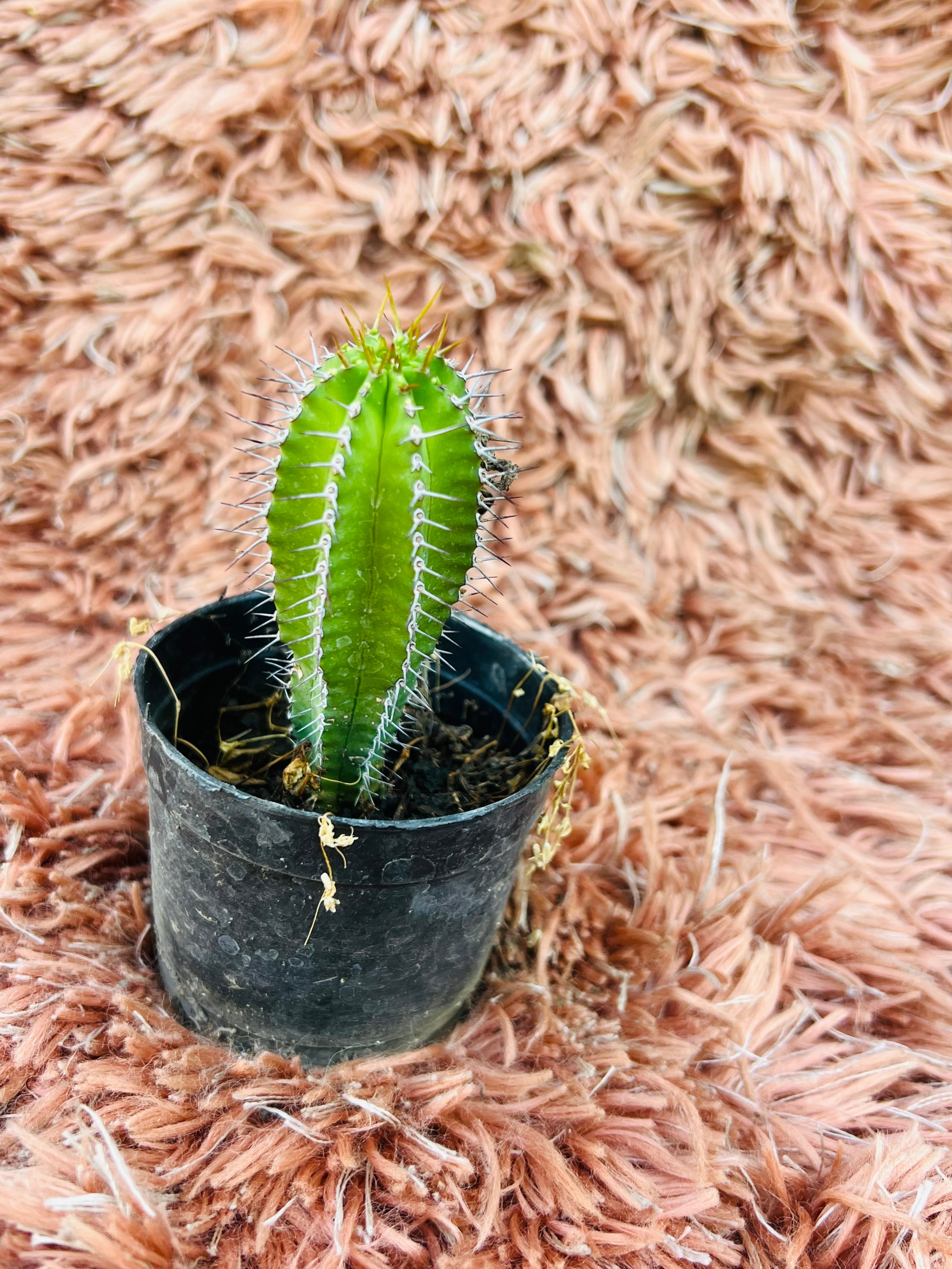 Myrtillocactus Geometrizans – Blue Candle Cactus