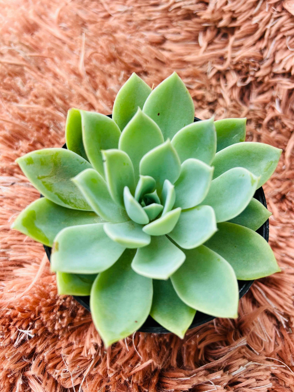 Echeveria Succulent – Blue-Green Rosette