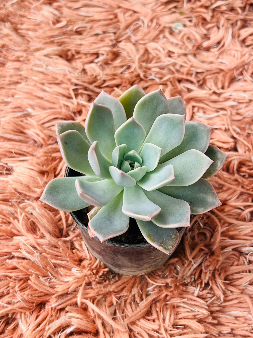 Echeveria Pallida Succulent