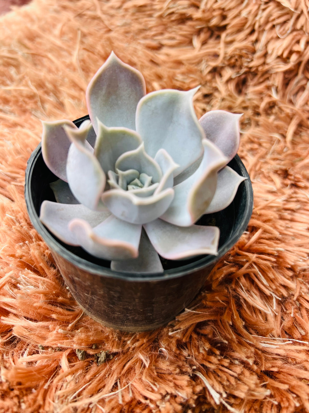 Echeveria Lilacina – Ghost Echeveria Succulent