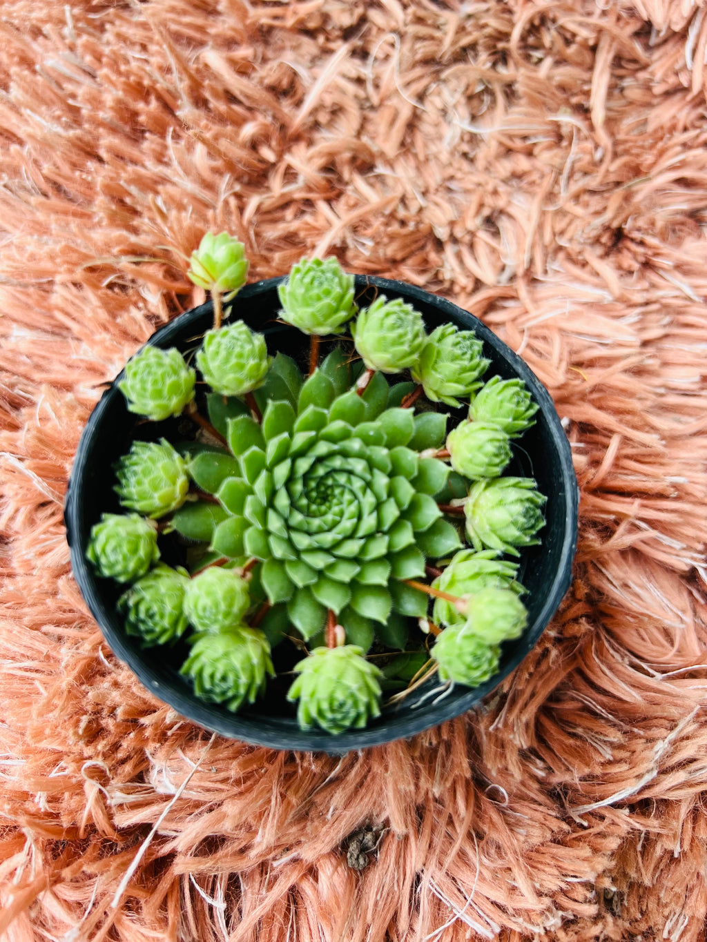 Sempervivum – Hens and Chicks Succulent (Mother + Offsets)
