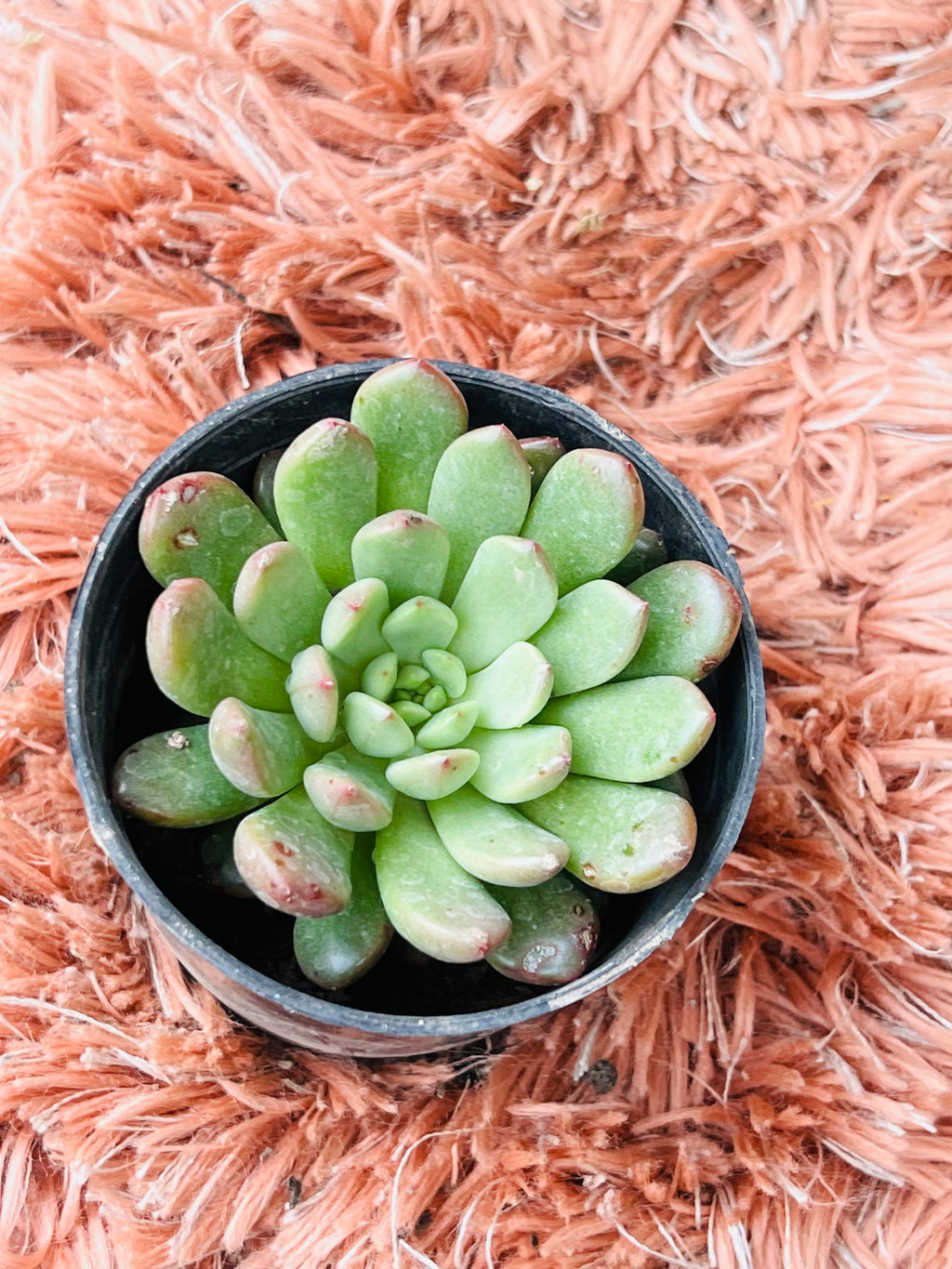 Echeveria Orion – Apple Green Rosette Succulent