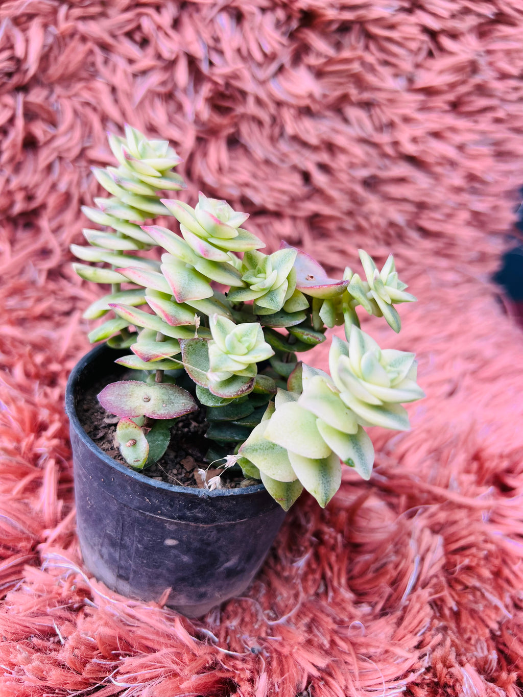 Crassula 'Calico Kitten' – Variegated Trailing Succulent