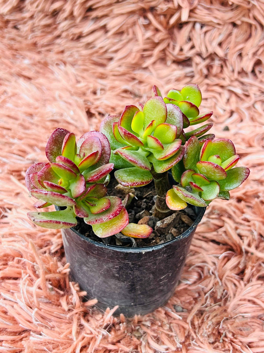 Dwarf Crassula – Crassula Pubescens (Red Carpet Succulent)