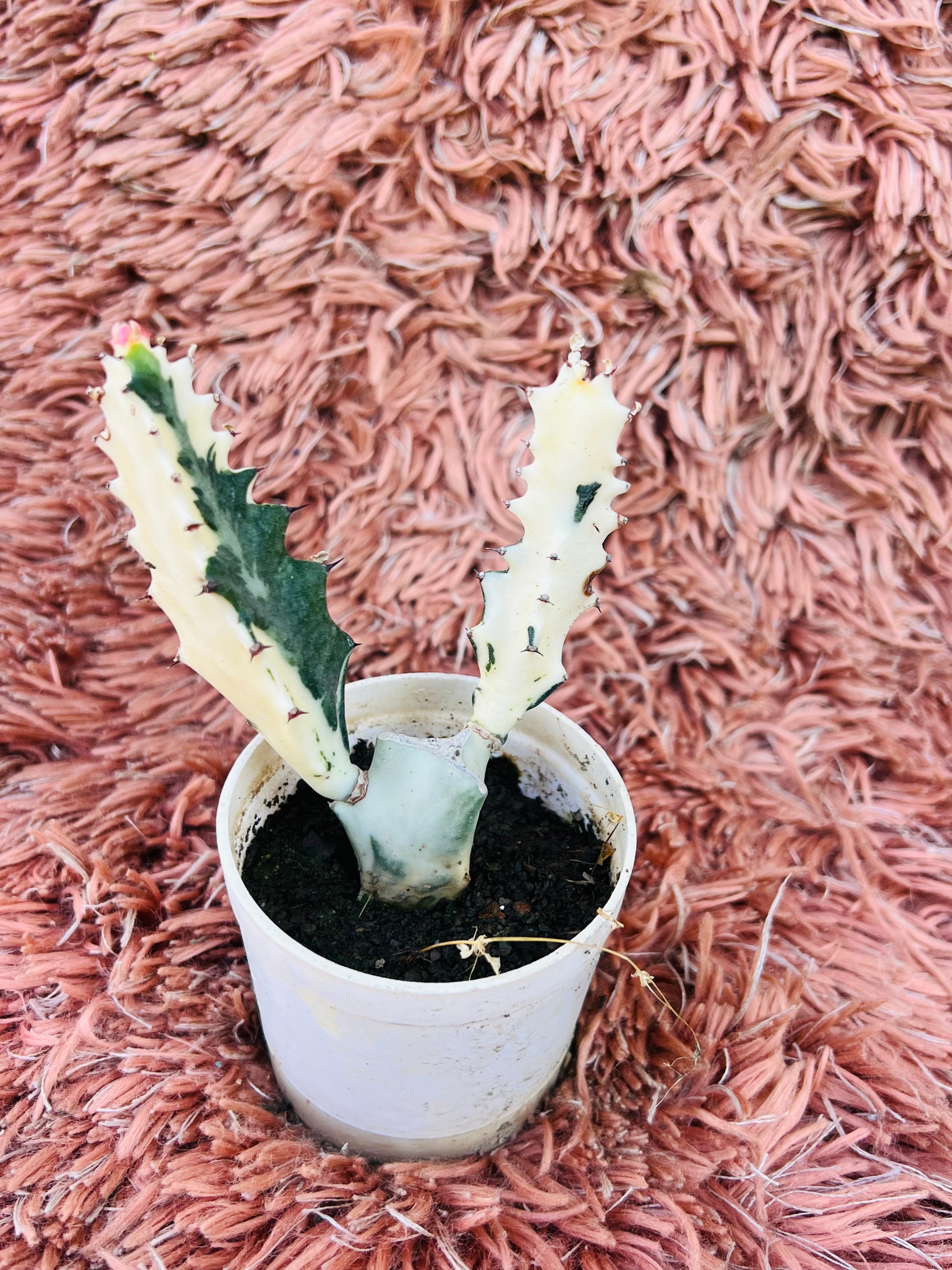 Euphorbia Lactea Variegata – Variegated Dragon Bones