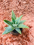 Aloe Brevifolia – Short-Leaved Aloe / Star Aloe
