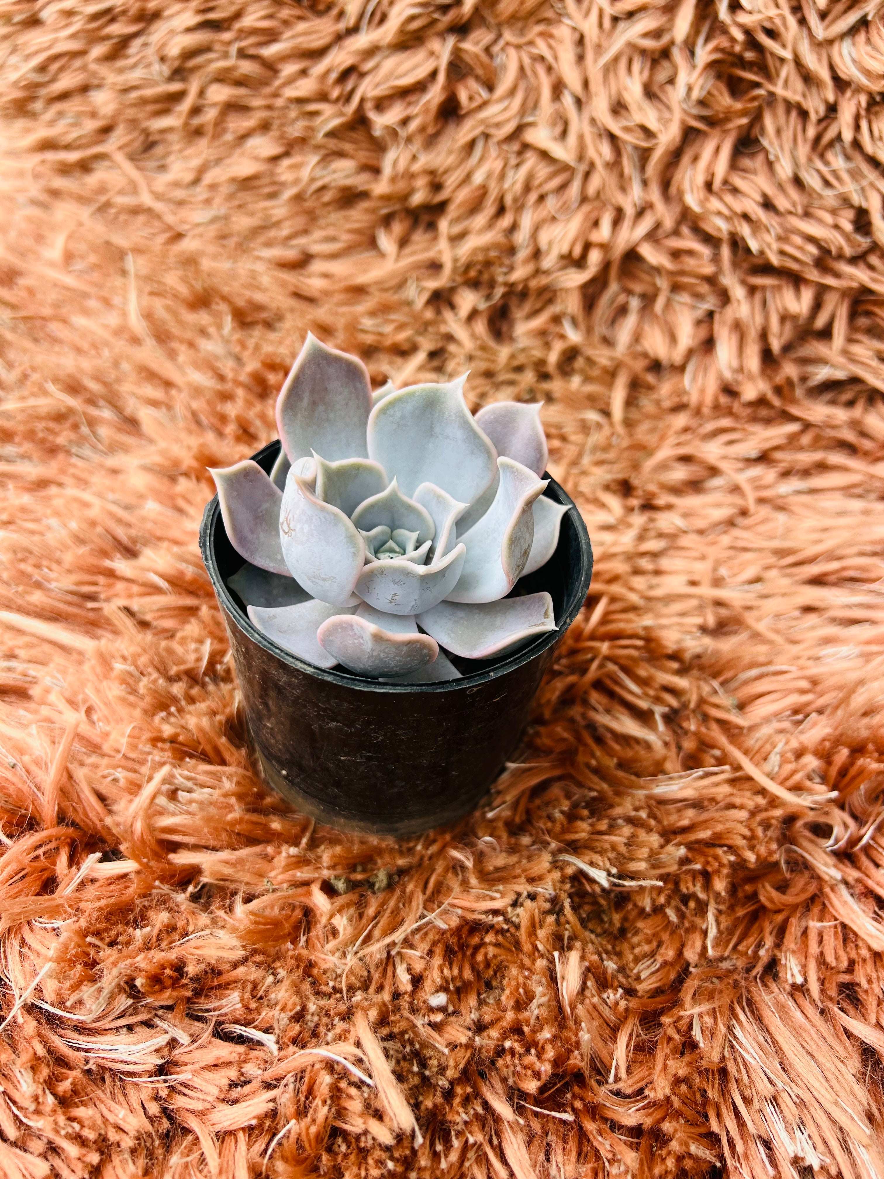 Echeveria Lilacina – Ghost Echeveria Succulent