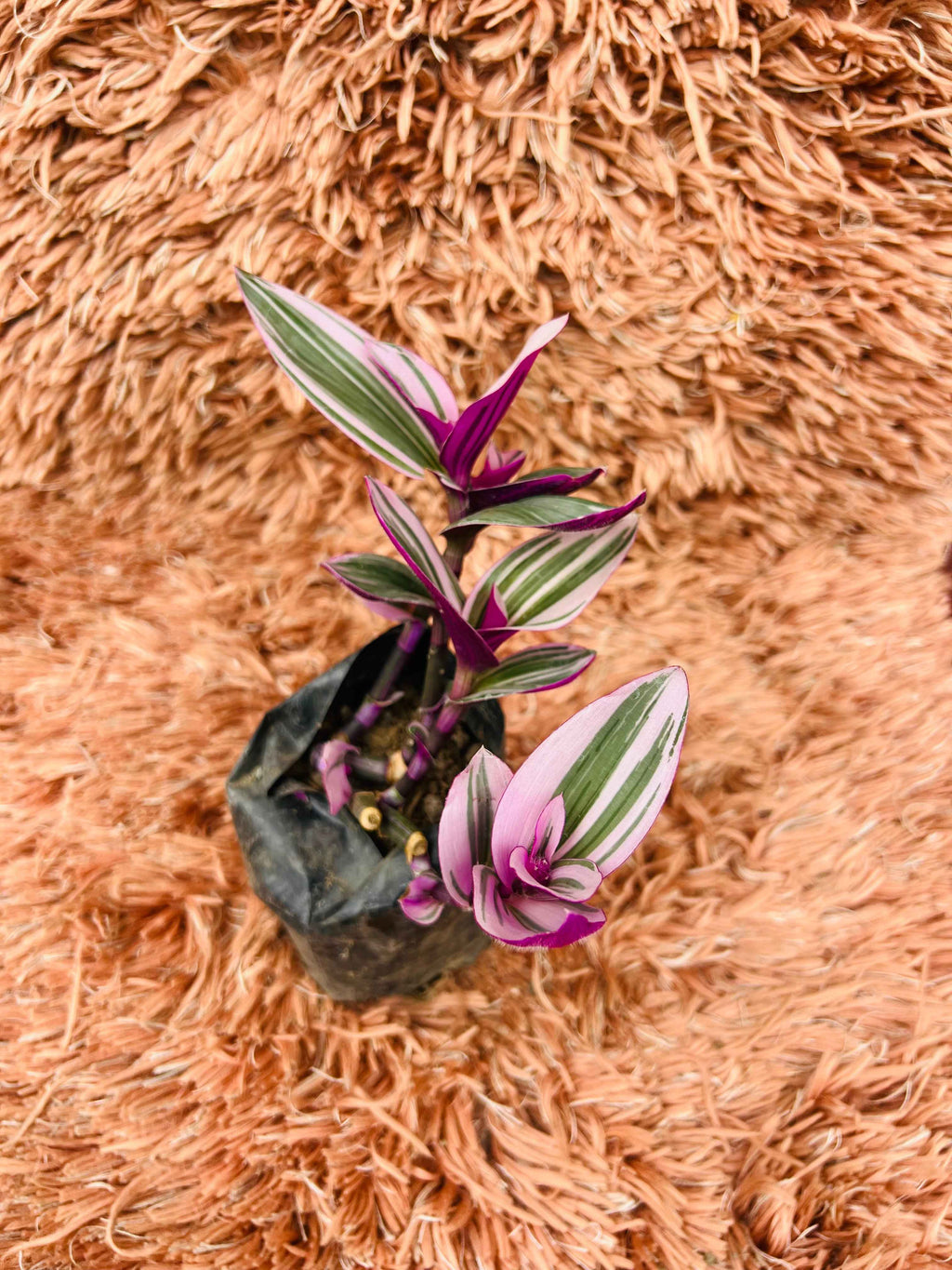 Tradescantia Spathacea – Moses in the Cradle (Variegated)